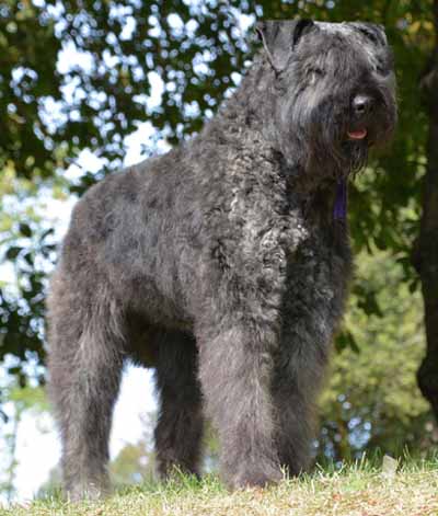 JORDAN LOVE © Elevage de bouviers des flandres du Clos de la Luette specialisé pour le bouvier des flandres Copyrigth depose